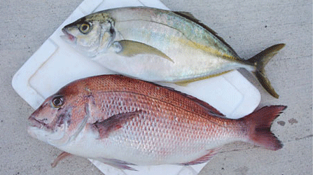 真鯛(タイ)と高級魚シマアジのセット