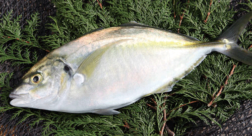 高級魚うまかシマアジ