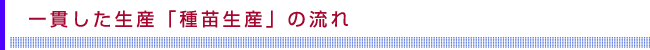 一貫した生産「種苗生産」の流れ