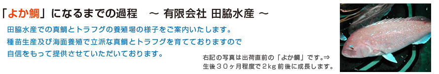 よか鯛になるまで